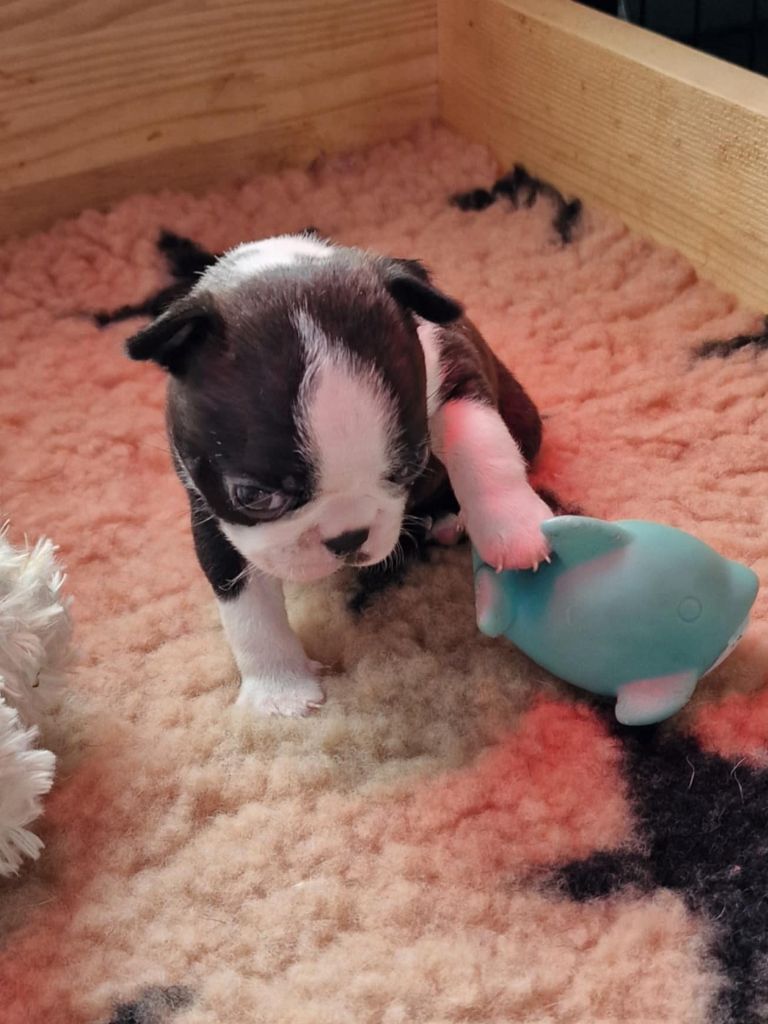 Du Domaine De La Cour Souveraine - Chiot disponible  - Boston Terrier