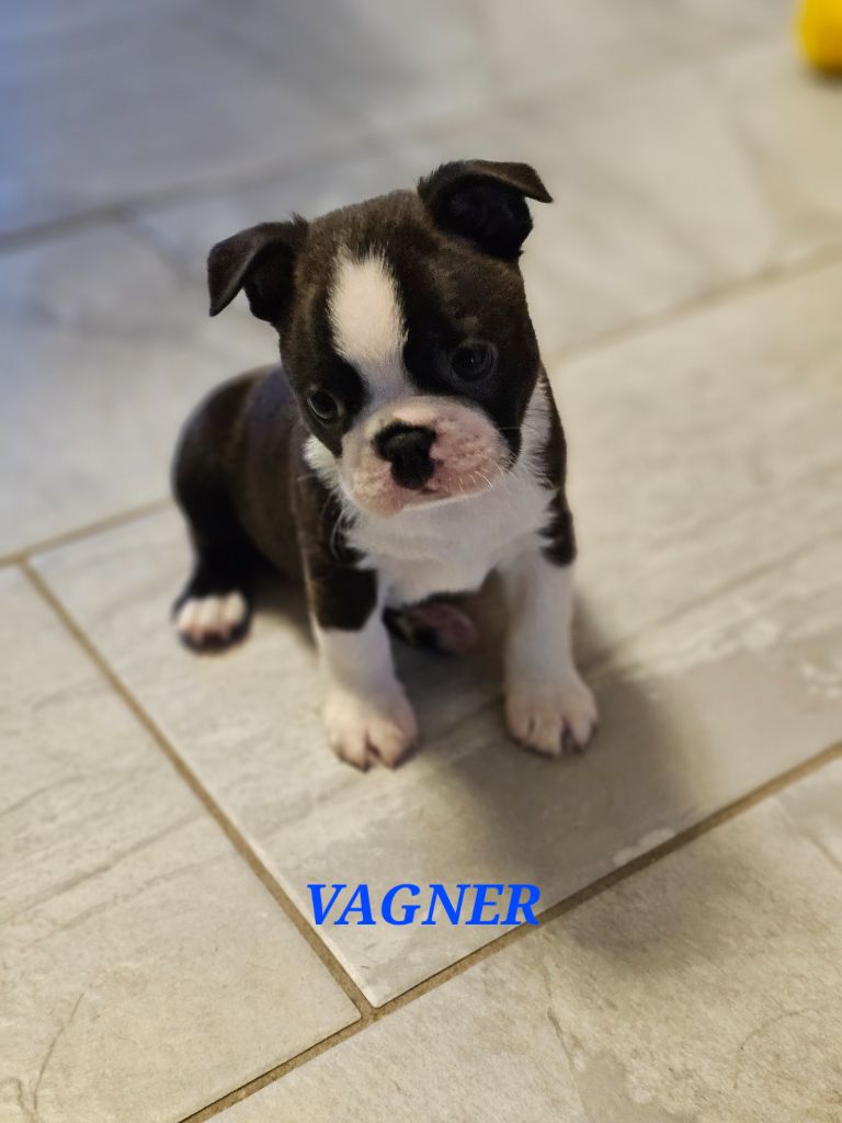 Du Domaine De La Cour Souveraine - Chiot disponible  - Boston Terrier