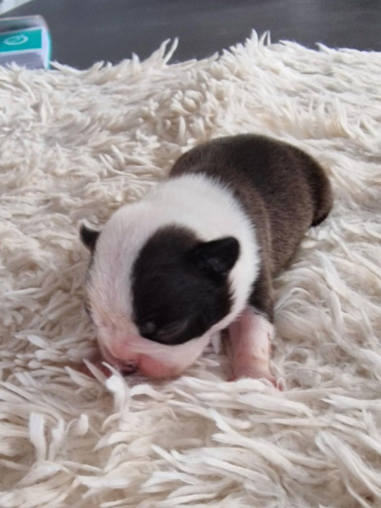 Du Domaine De La Cour Souveraine - Chiot disponible  - Boston Terrier