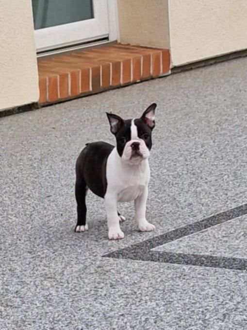 Du Domaine De La Cour Souveraine - Chiot disponible  - Boston Terrier