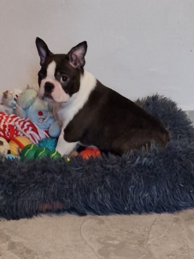 Du Domaine De La Cour Souveraine - Chiot disponible  - Boston Terrier