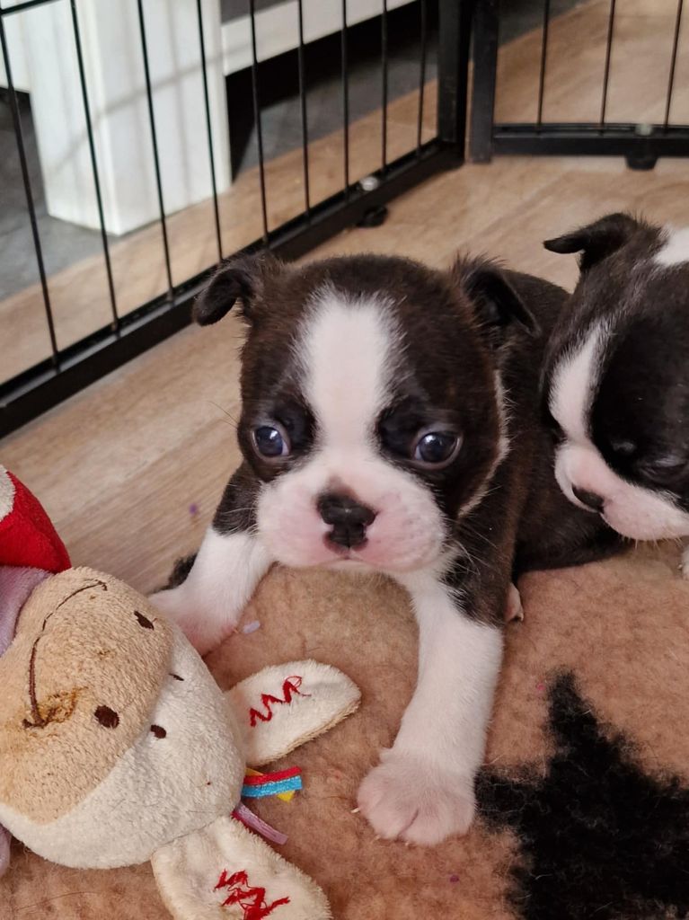 Du Domaine De La Cour Souveraine - Chiot disponible  - Boston Terrier