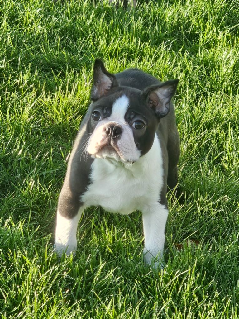 Du Domaine De La Cour Souveraine - Chiot disponible  - Boston Terrier