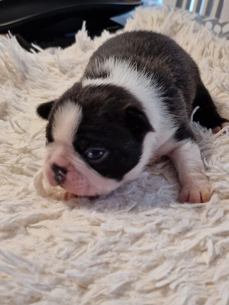 Du Domaine De La Cour Souveraine - Chiot disponible  - Boston Terrier