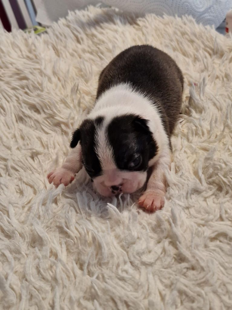 Du Domaine De La Cour Souveraine - Chiot disponible  - Boston Terrier