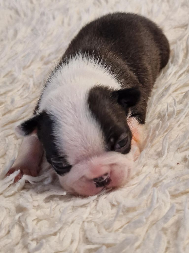 Du Domaine De La Cour Souveraine - Chiot disponible  - Boston Terrier