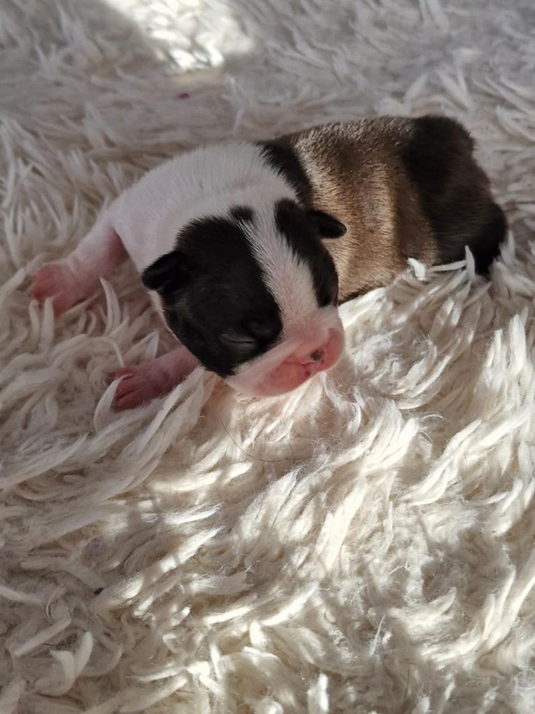 Du Domaine De La Cour Souveraine - Chiot disponible  - Boston Terrier