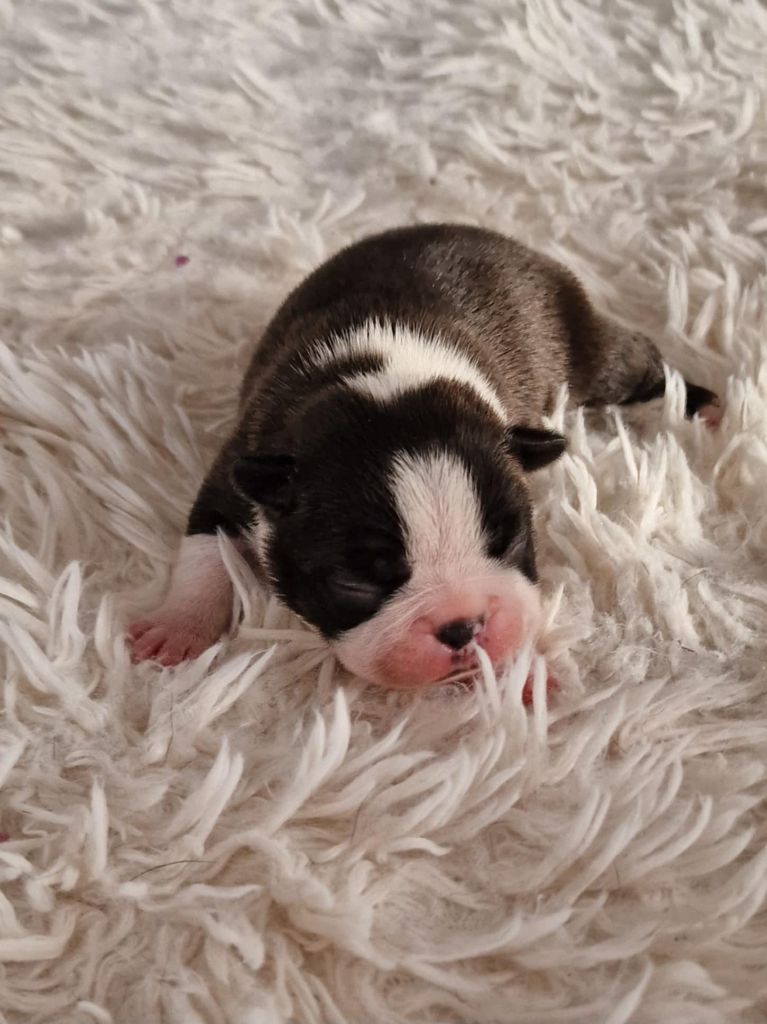 Du Domaine De La Cour Souveraine - Chiot disponible  - Boston Terrier