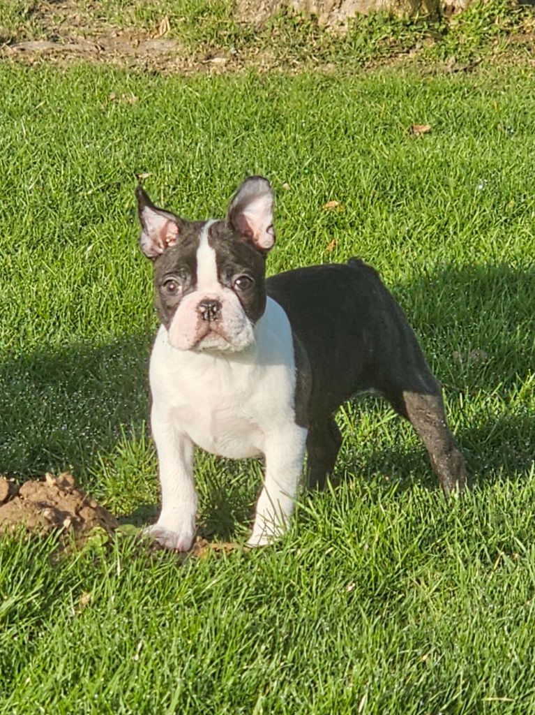 Du Domaine De La Cour Souveraine - Chiot disponible  - Boston Terrier