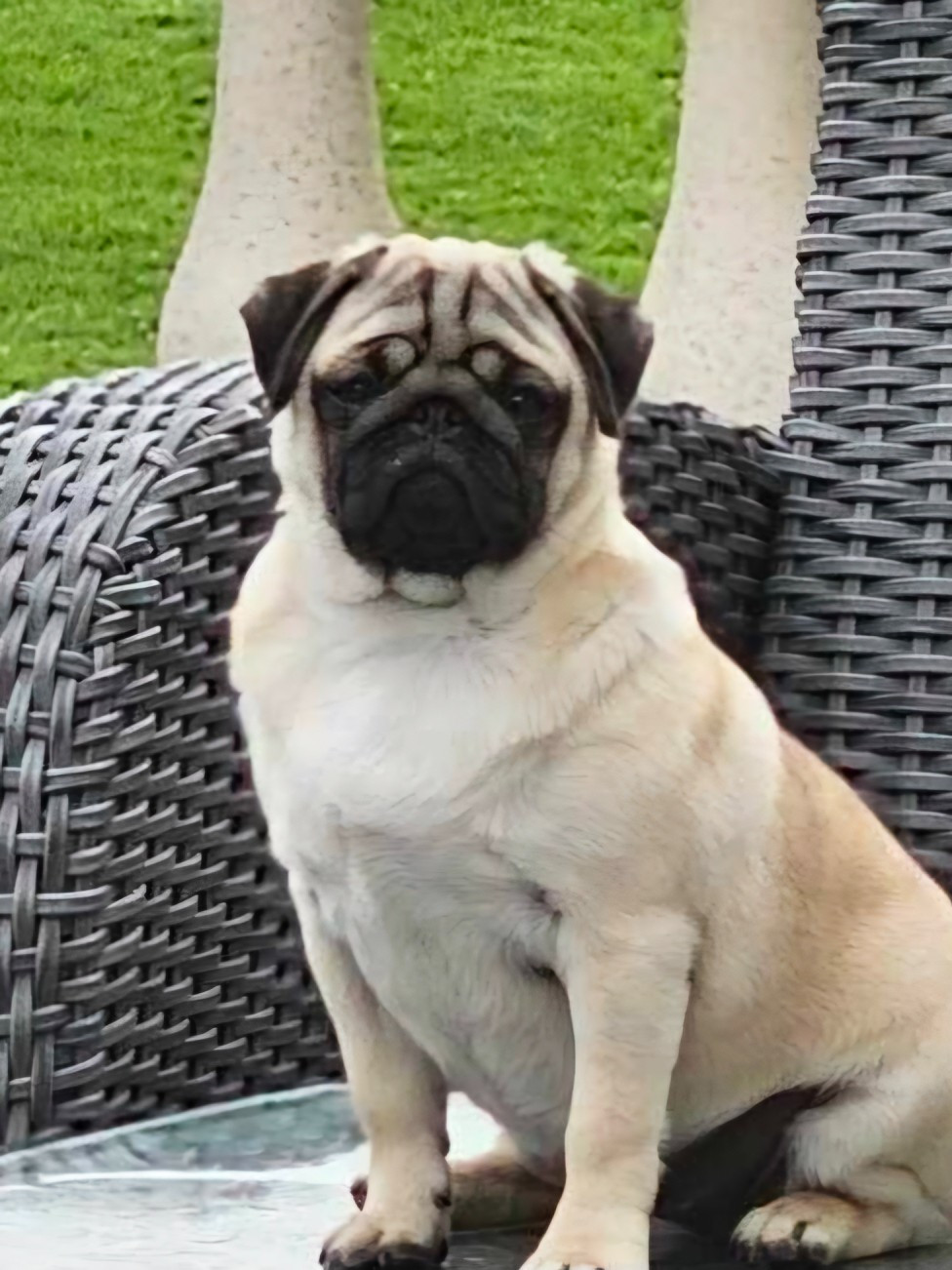 VANOUCHKA Du Domaine De La Cour Souveraine