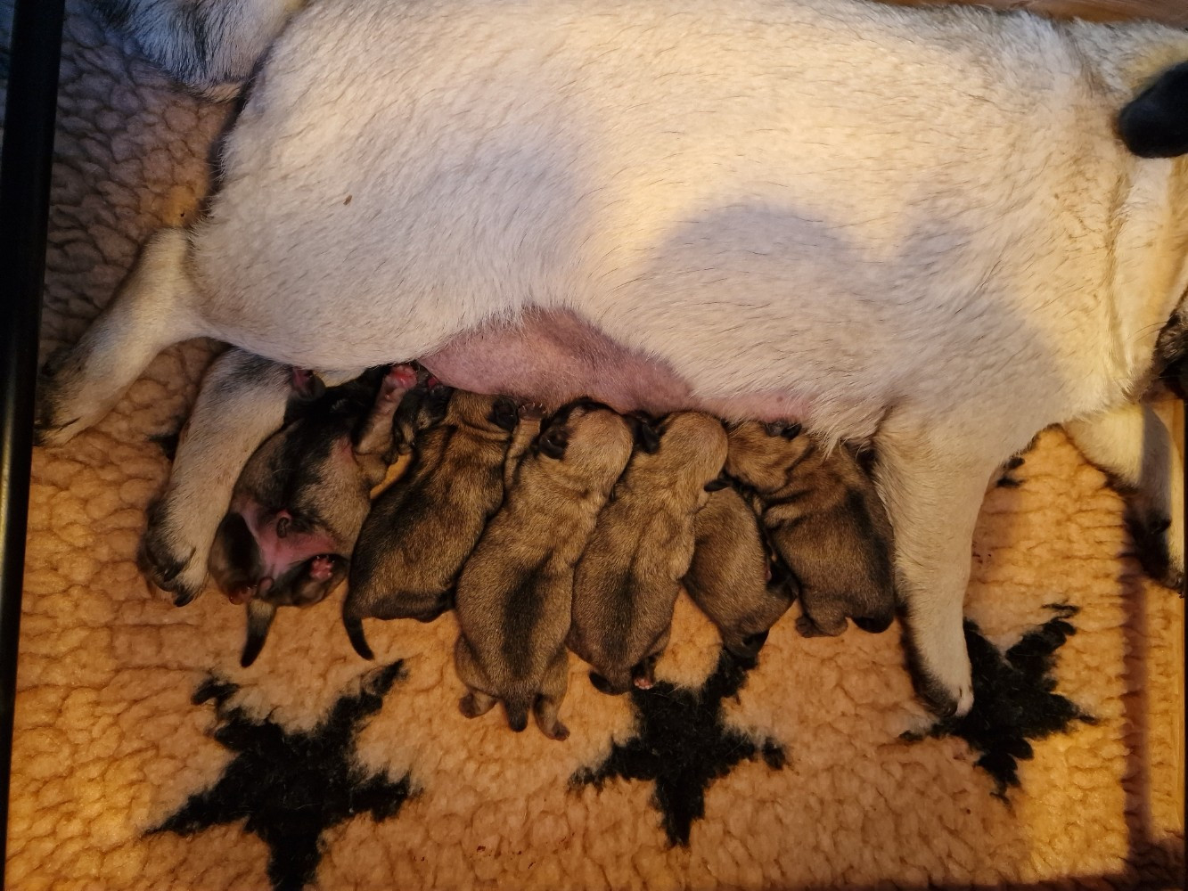 Chiot Carlin Du Domaine De La Cour Souveraine