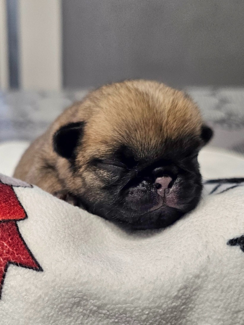 Du Domaine De La Cour Souveraine - Chiots disponibles - Carlin