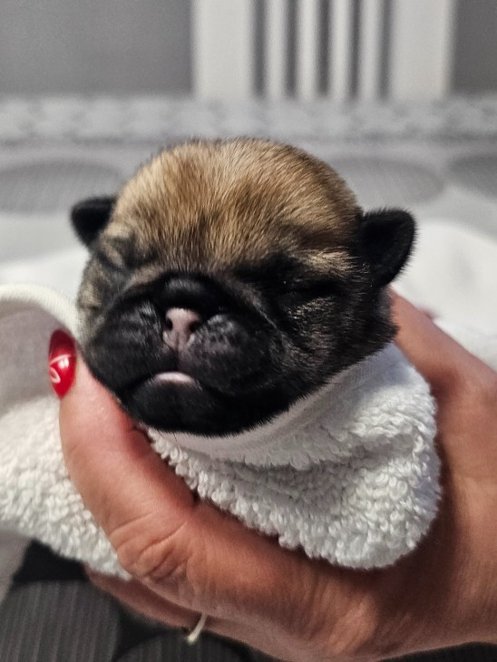 Du Domaine De La Cour Souveraine - Chiots disponibles - Carlin