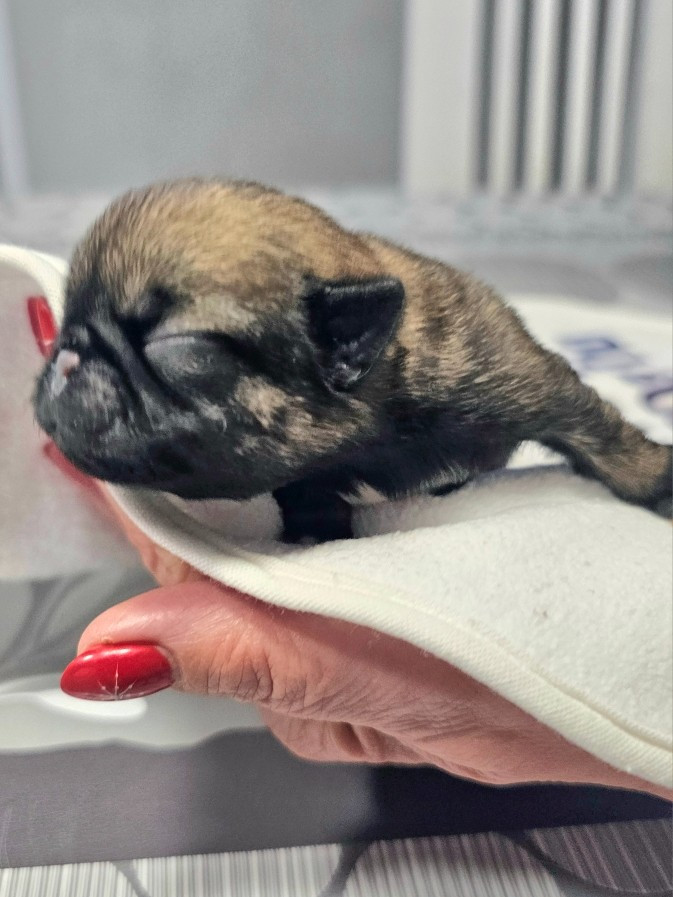 Du Domaine De La Cour Souveraine - Chiots disponibles - Carlin