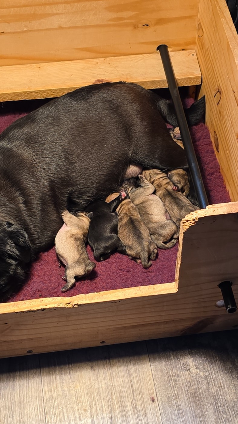 Du Domaine De La Cour Souveraine - Carlin - Portée née le 12/01/2026