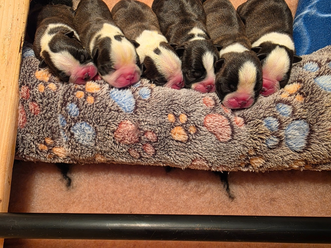 Chiot Boston Terrier Du Domaine De La Cour Souveraine