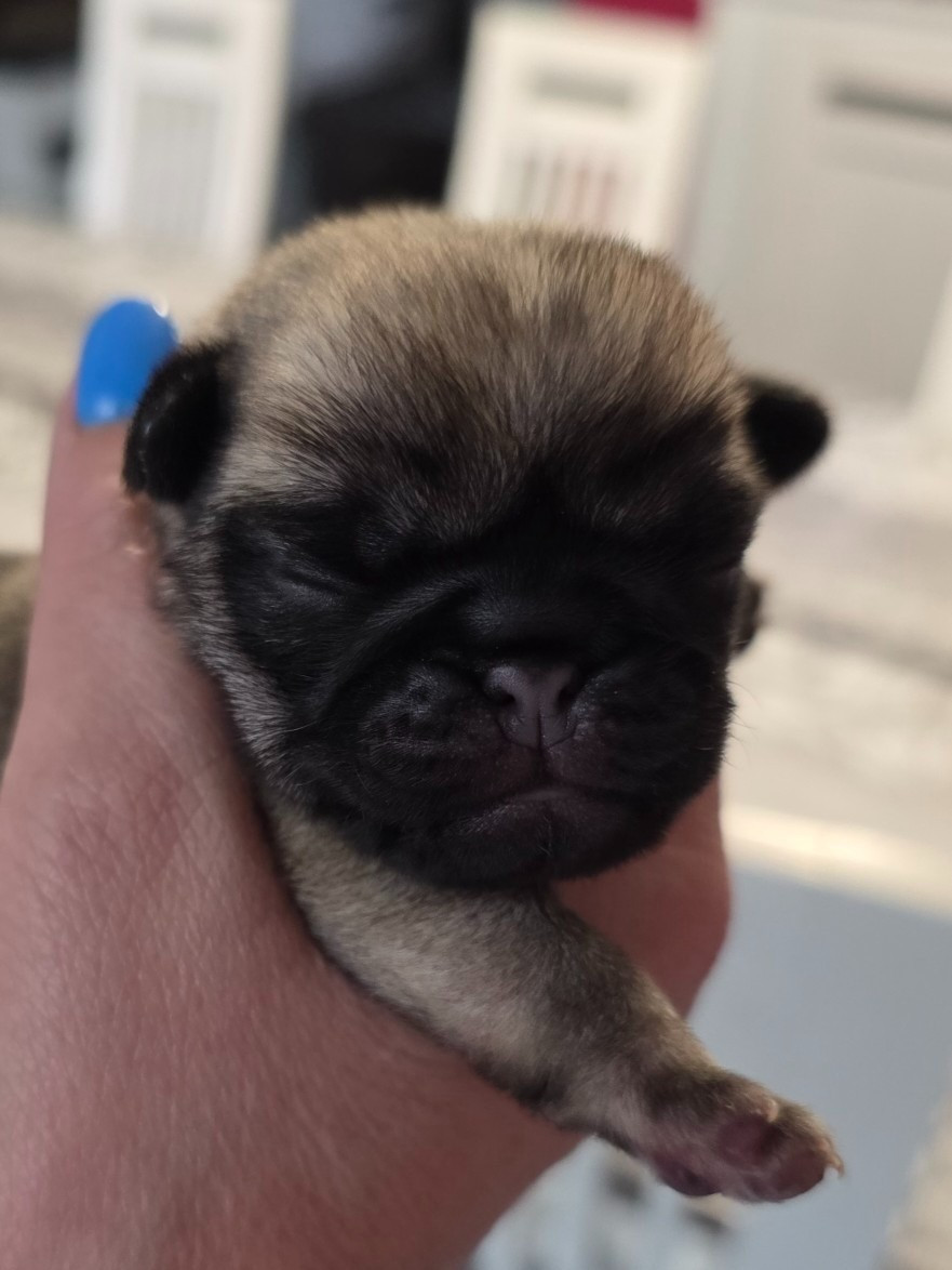 Du Domaine De La Cour Souveraine - Chiots disponibles - Carlin