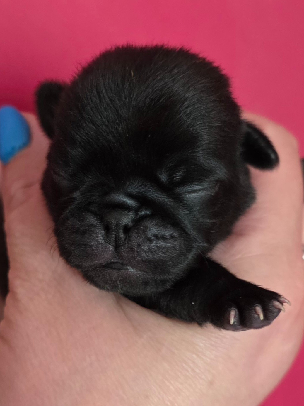 Du Domaine De La Cour Souveraine - Chiots disponibles - Carlin