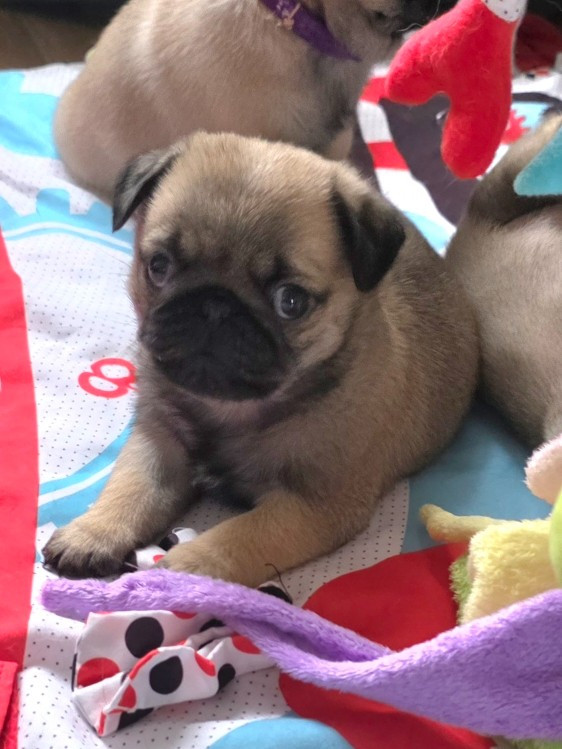 Du Domaine De La Cour Souveraine - Chiots disponibles - Carlin