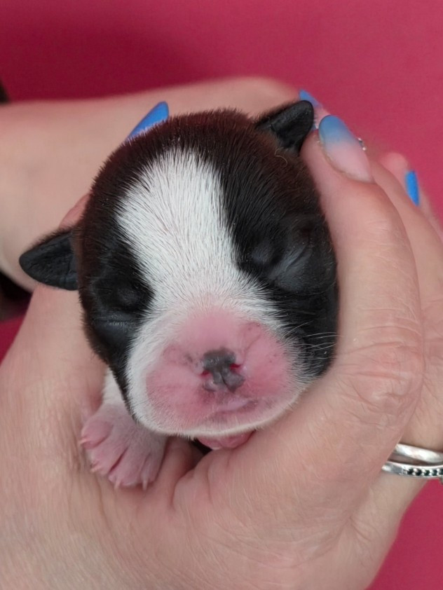 Du Domaine De La Cour Souveraine - Chiots disponibles - Boston Terrier