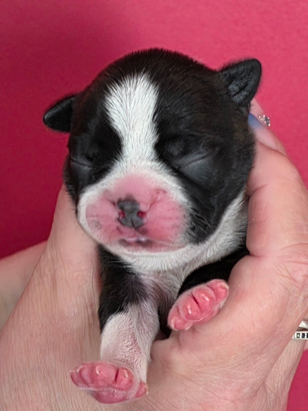 Du Domaine De La Cour Souveraine - Chiots disponibles - Boston Terrier