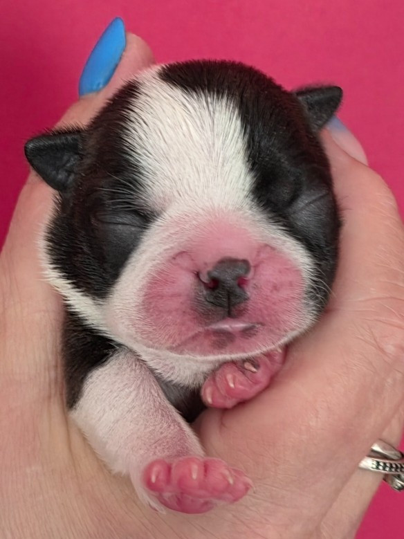 Du Domaine De La Cour Souveraine - Chiots disponibles - Boston Terrier