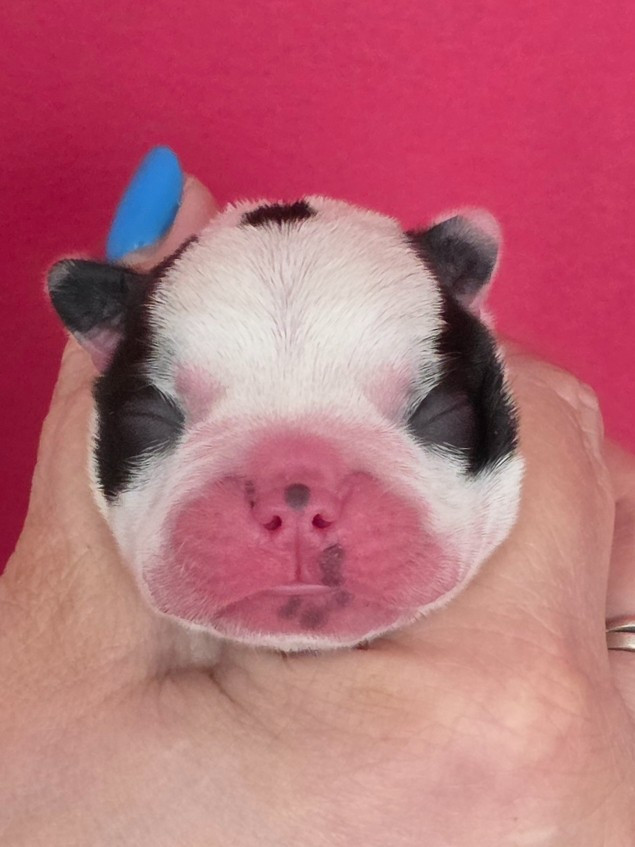 Du Domaine De La Cour Souveraine - Chiots disponibles - Boston Terrier