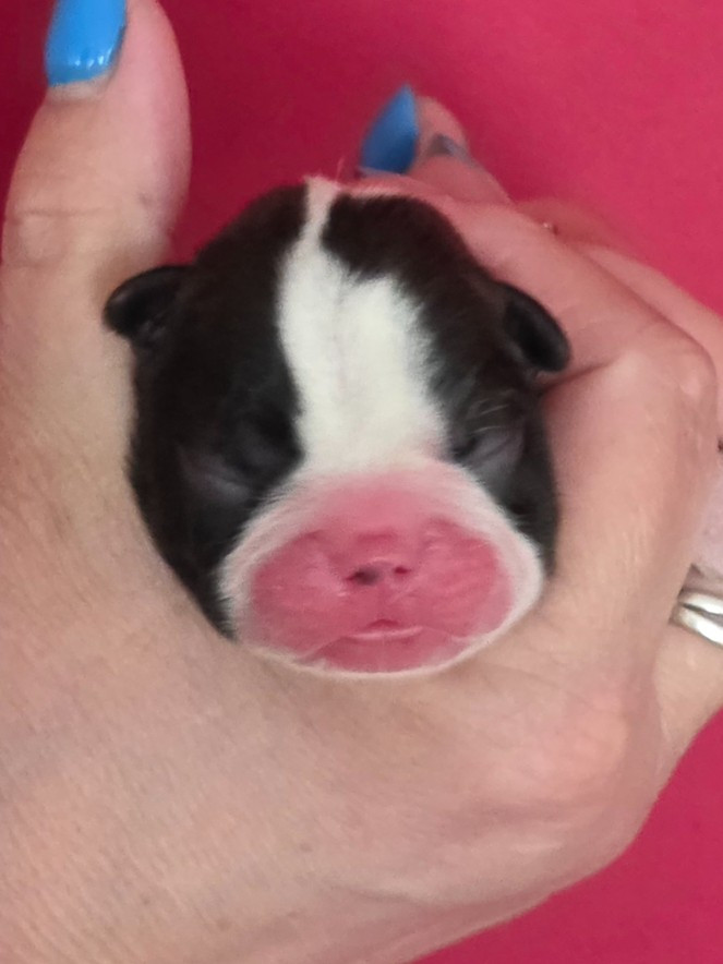 Du Domaine De La Cour Souveraine - Chiots disponibles - Boston Terrier