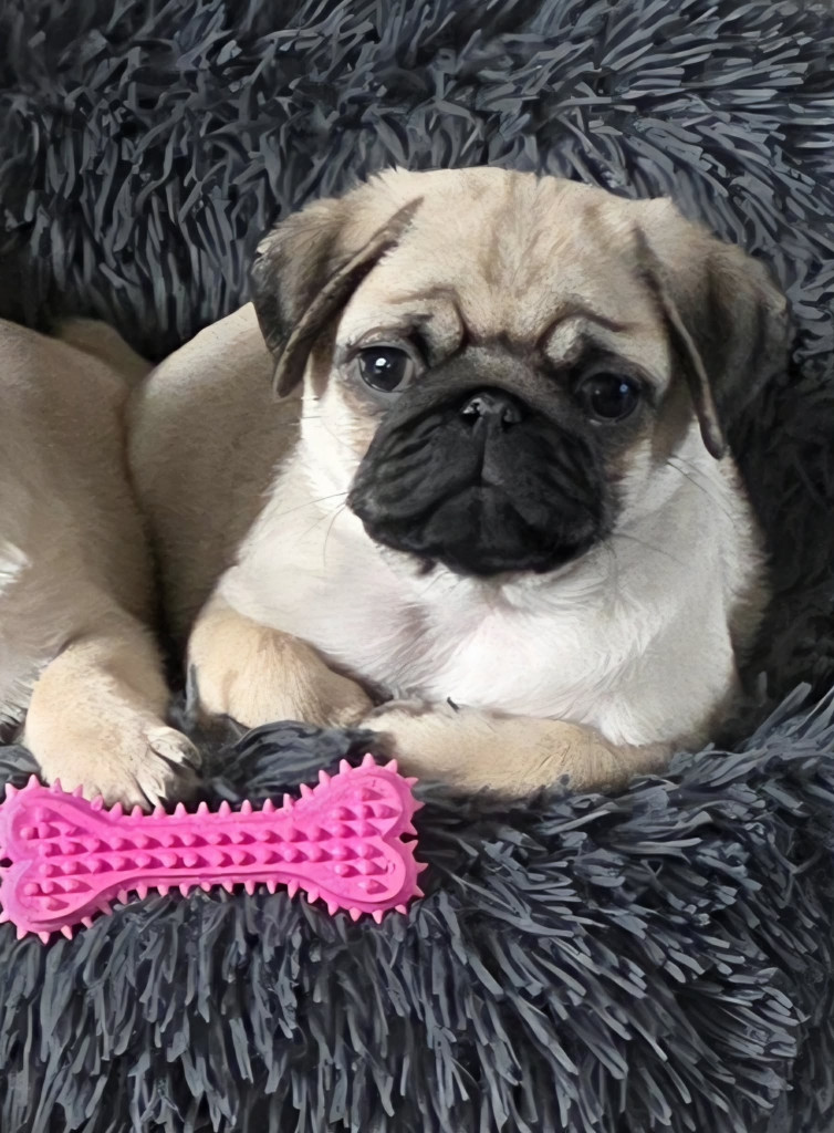 Du Domaine De La Cour Souveraine - Chiots disponibles - Carlin