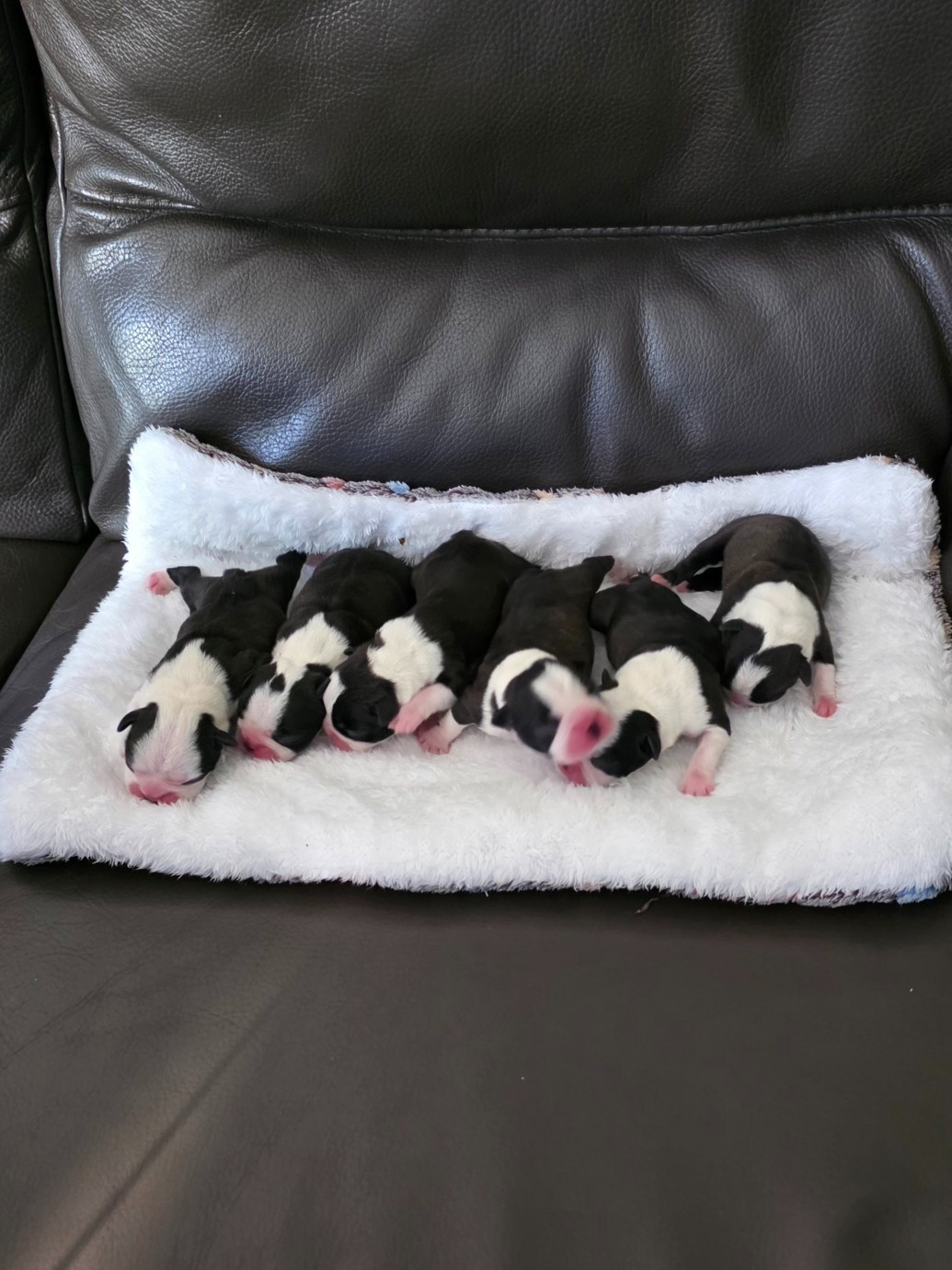 Chiot Boston Terrier Du Domaine De La Cour Souveraine