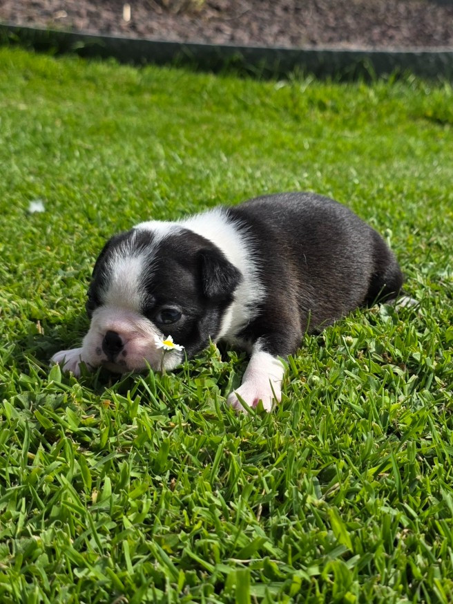 Du Domaine De La Cour Souveraine - Chiots disponibles - Boston Terrier