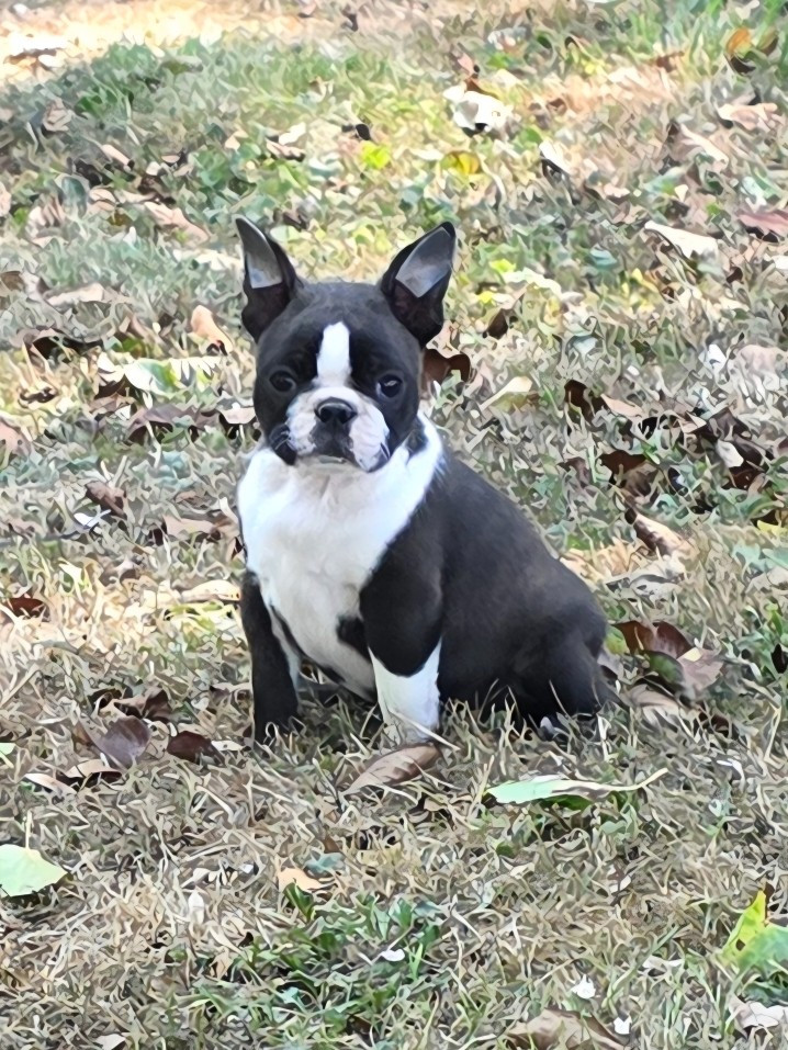 Du Domaine De La Cour Souveraine - Chiots disponibles - Boston Terrier