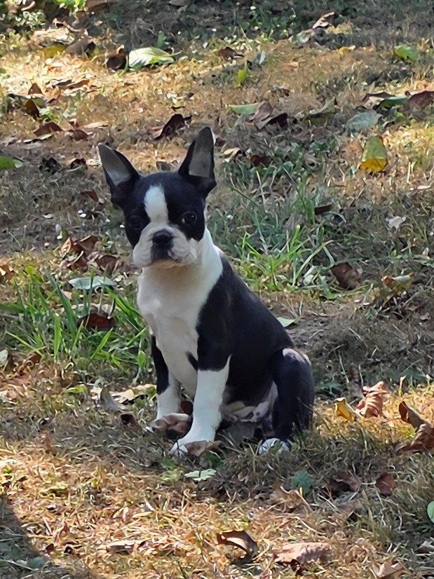 Du Domaine De La Cour Souveraine - Chiots disponibles - Boston Terrier