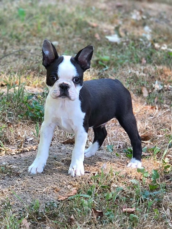 Du Domaine De La Cour Souveraine - Chiots disponibles - Boston Terrier