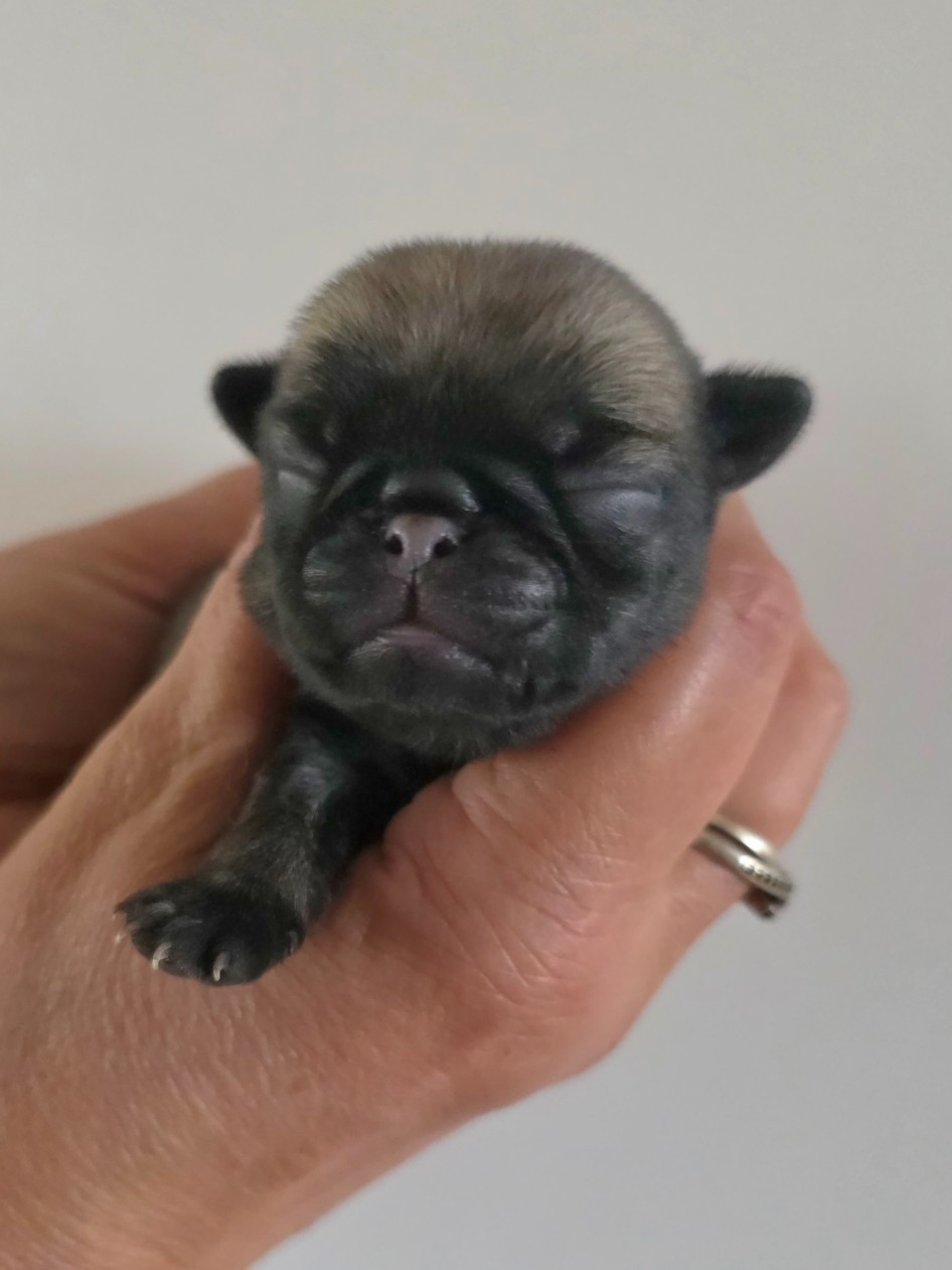 Du Domaine De La Cour Souveraine - Chiots disponibles - Carlin