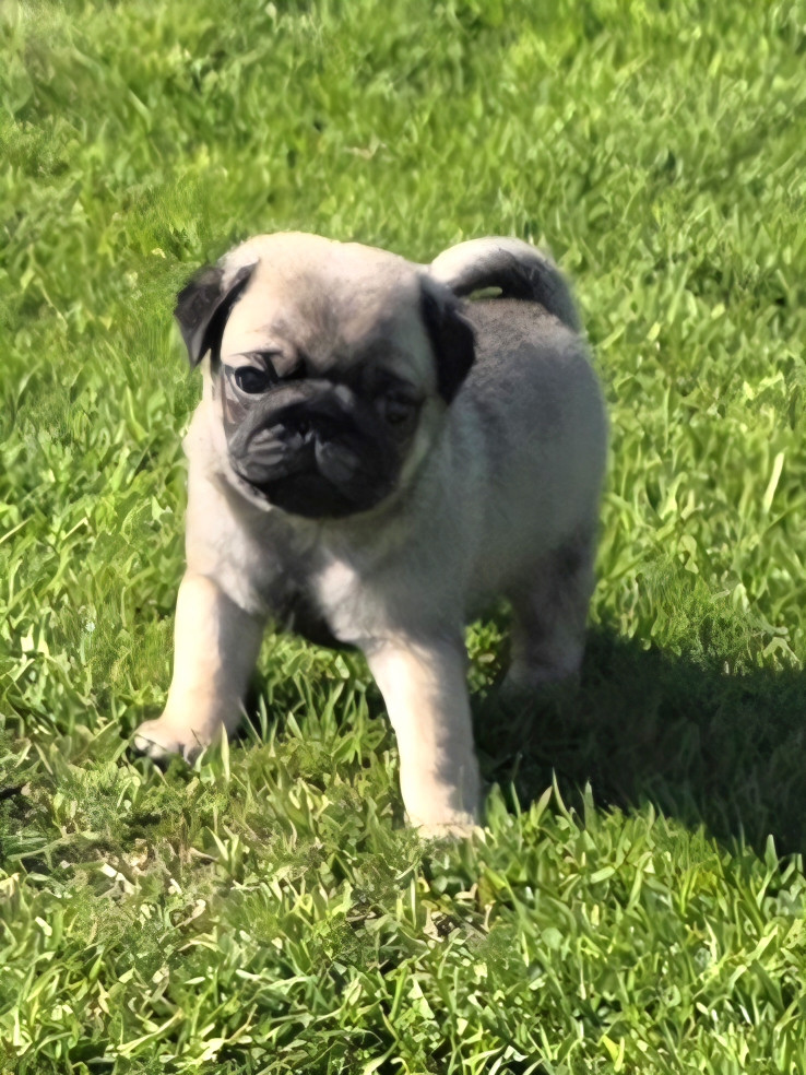 Du Domaine De La Cour Souveraine - Chiots disponibles - Carlin