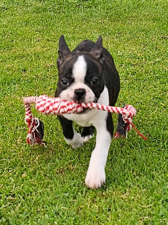 Du Domaine De La Cour Souveraine - Chiots disponibles - Boston Terrier