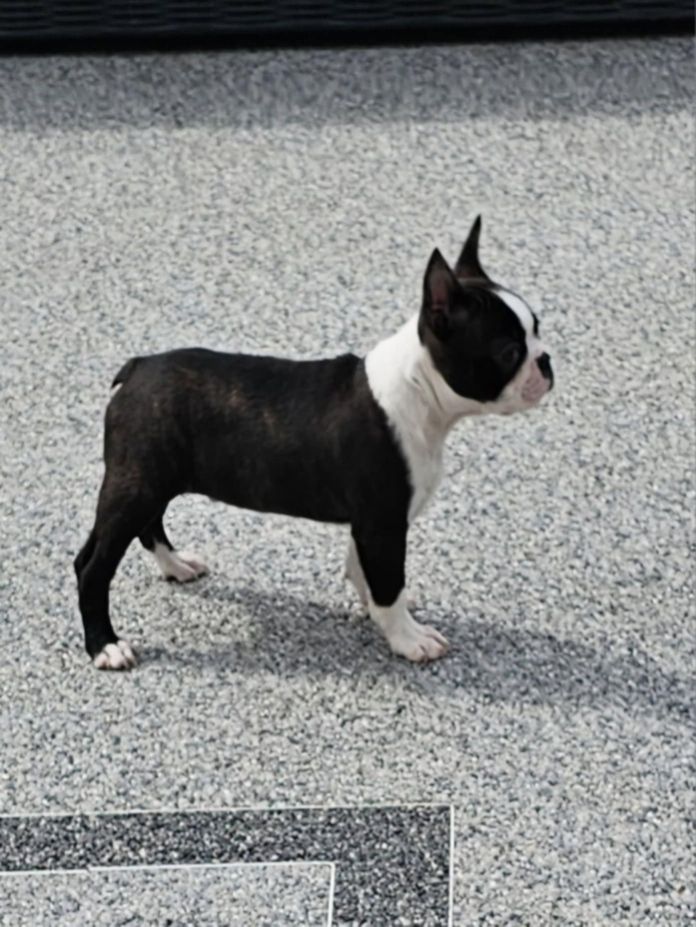 Du Domaine De La Cour Souveraine - Chiots disponibles - Boston Terrier